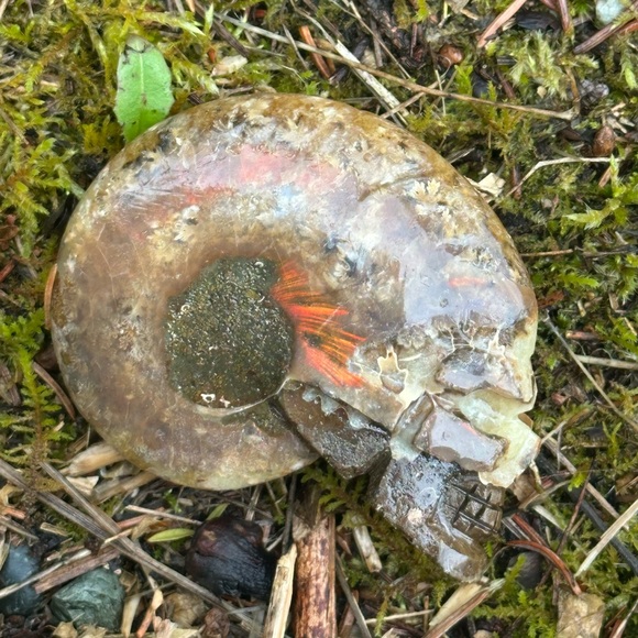 Ammonite Skull - Picture 3 of 9